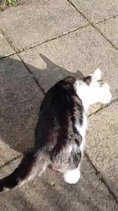 Met this beauty on a walk this morning and it was hard to say goodbye part 2