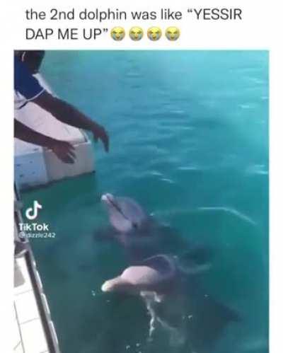 Second dolphin was ready...