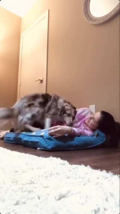 Dog's adorable reaction on owner laying on her bed