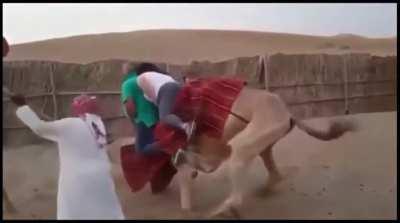 Based camel destroyes westoid