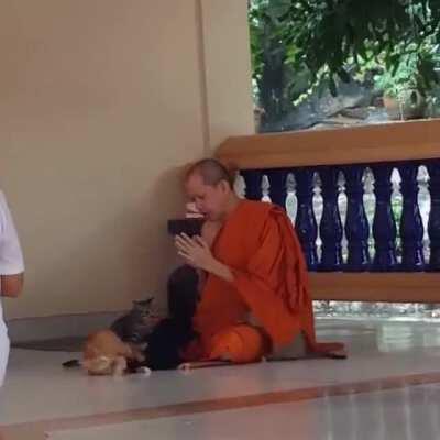 Зверомаг произносит заклинание притяжения котов