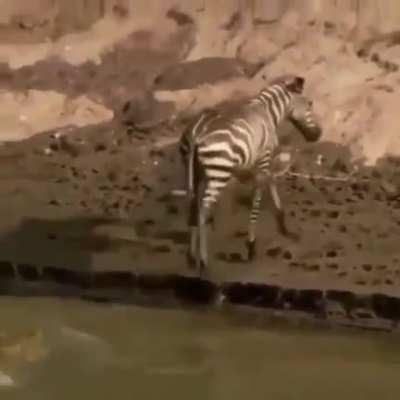 🔥 Crocodile straight up Rage Quits.