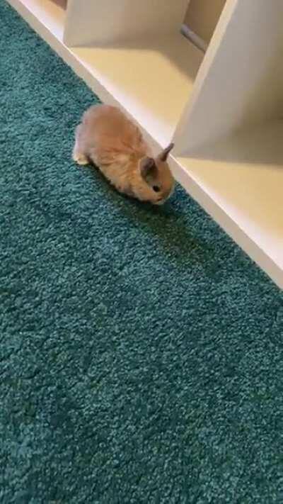 Everyone meet Frappe!