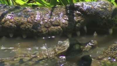 Despite being voracious carnivores, crocodilians are surprisingly caring and nurturing parents. Mothers will fiercely guard their offspring against predators for over a year till they're large enough to fend from themselves.