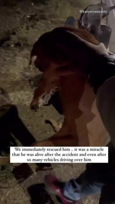 People risking their lives to save an injured doggo and nursing it to full recovery