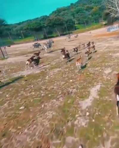 Ram jump kicks drone