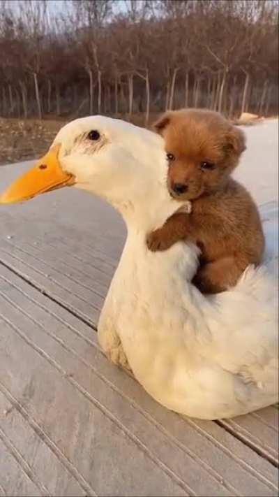 Truly they are best friends!