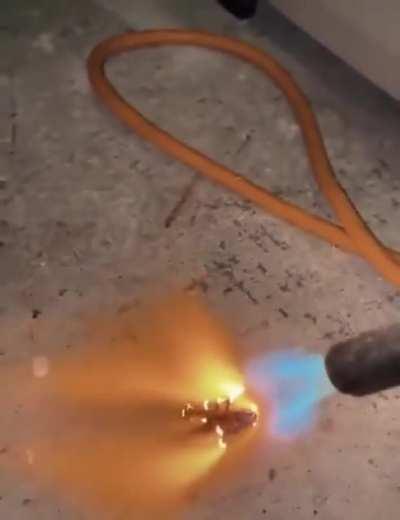 R.I.P Barata 😭👌