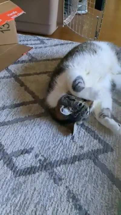 Danny Boy had some Catnip