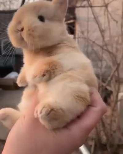 Very cute Bunny.Wouldn't mind having such a friend?