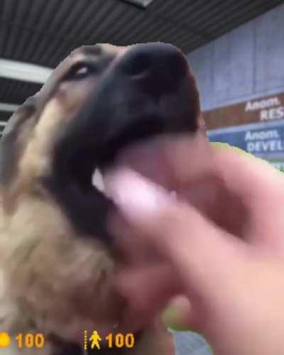 Ay GTFO Dog Dubbed with Half Life SFX