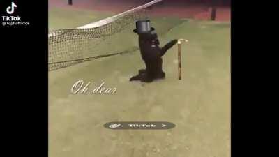 Wholesome dog does trick