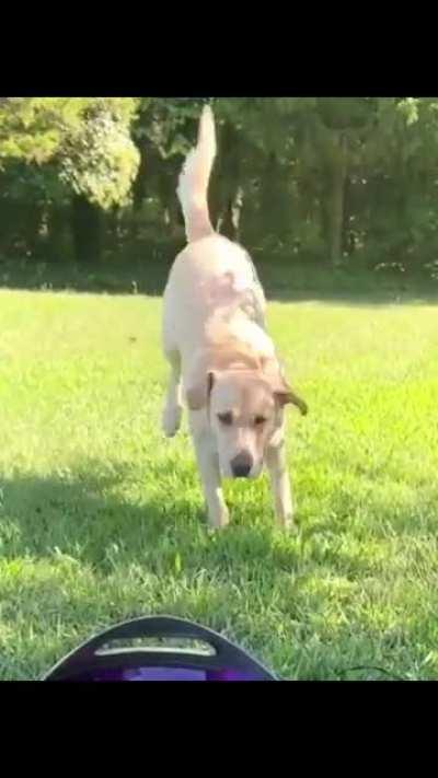 He could fly away at any moment...