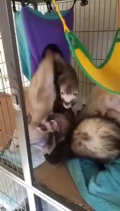 The endless ferret generator
