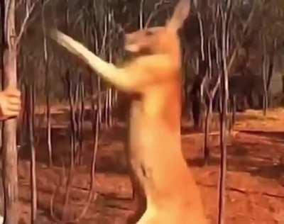 How to defend yourself against kangaroo