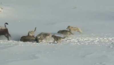 Bison kills another bison for wolves