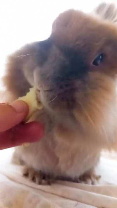 Baby girl Pipas turns 15 years old today