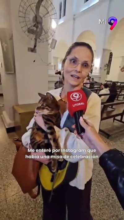 Varios felinos asistieron a una parroquia santafesina para recibir la bendición en el día del gato
