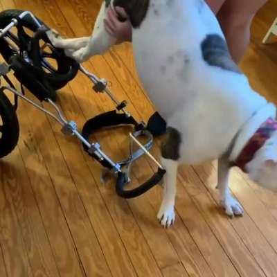 Her name is Pigeon and she gets excited when it's time to put on her chair
