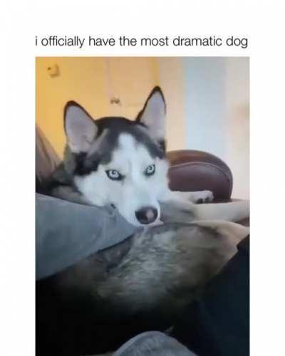 Most Dramatic Dog 🐕🌟