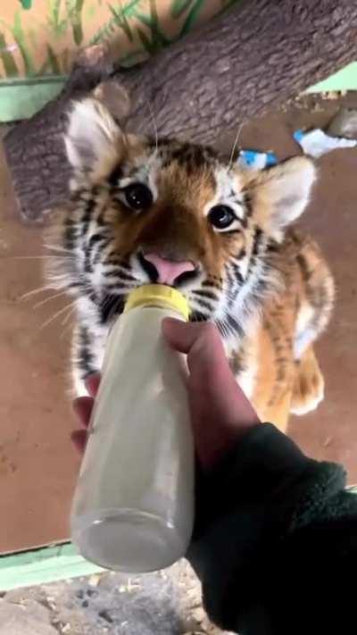 Adorable tiger cub being bottle fed