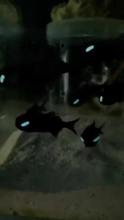 Flashlight fish. they have a sumbiotic relationship with bioluminescent bacteria. They look like a certain spidey villian.😝