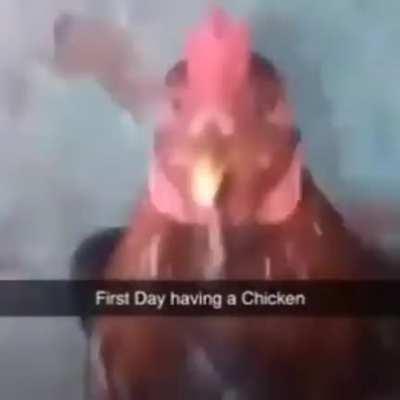 chicken