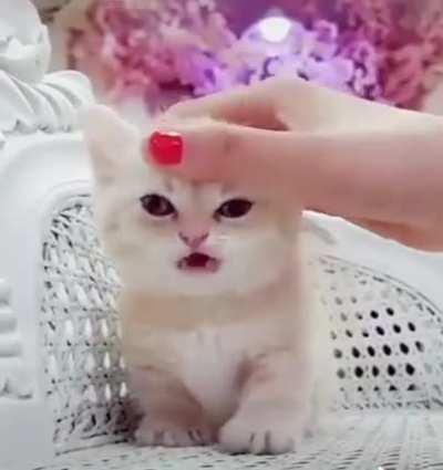 Smol fluff ball gets scratchies