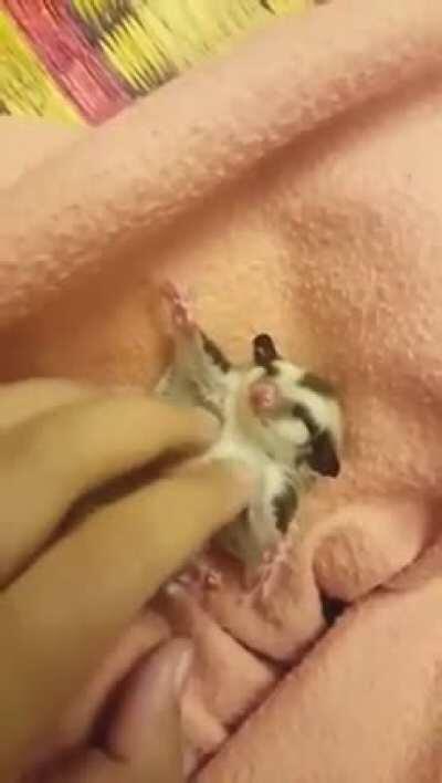 Aww yiss wing scritches