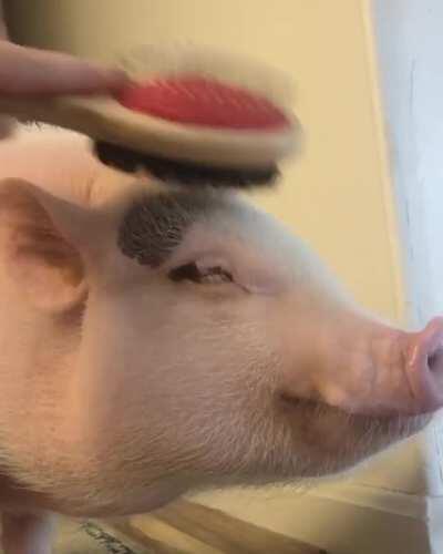 When you've been a good pig and earned some brushes