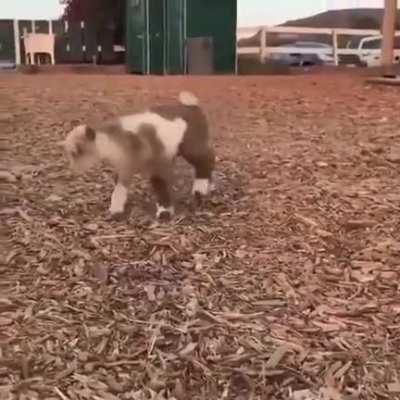 Do baby goats count?