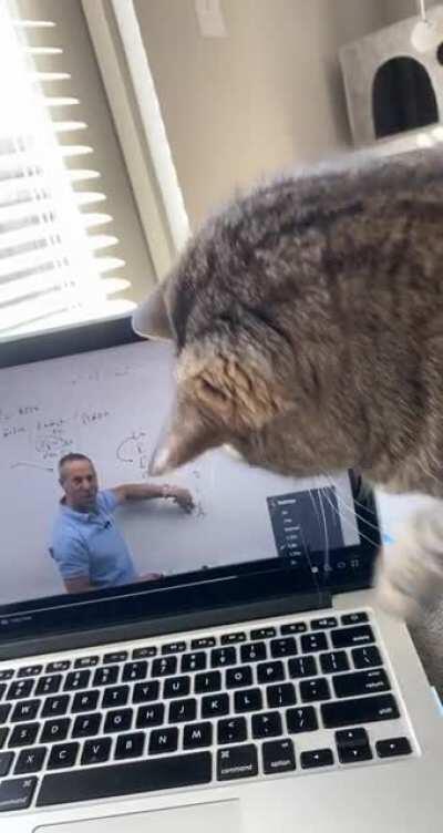 My cat does not like Roger