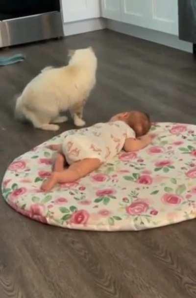 Mama cat wants her kitten to be friends with human baby