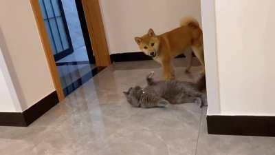 doggo teabag the cat