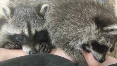 Did you know that raccoons purr?