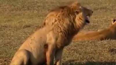 Footage of Shishiro Botan Laughing IRL