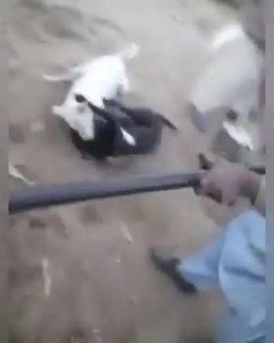 Started with dogs fight and then...