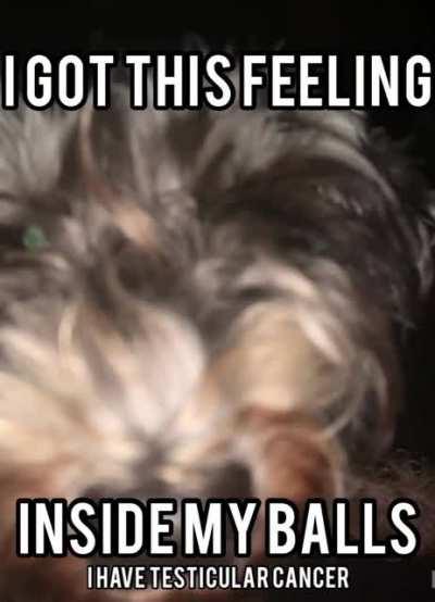 This is my dog of which is 2 years old and is a miniature schnauzer