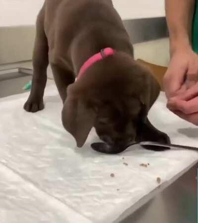 Vaccination is easy with positive reinforcement 💉😊