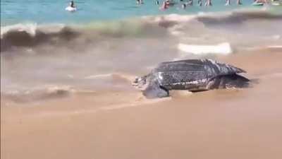 Leatherback Turtle - The Largest Sea Turtles In The World