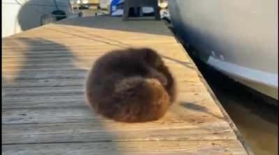 LoNeLy DePreSsEd oTTeR cOmMitS SuIcIDe