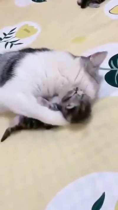 Mommy cat hugs baby kitten having a nightmare