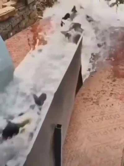 f                i                s             h