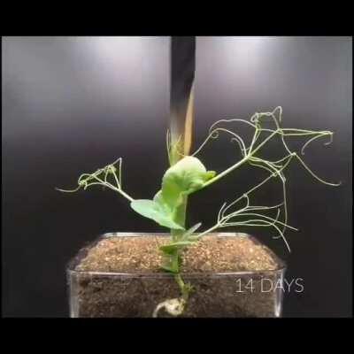 Plant life is intelligent. Change my mind.