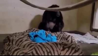 The chimpanzee thought her baby had died during the birth, but the baby was brought out by the staff of the animal center and returned the baby to the enclosure a few days later, the reaction of the mother chimpanzee is just priceless