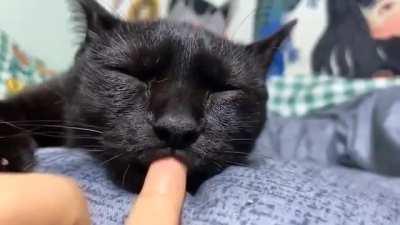 sleeping cat won't let go of the finger from its mouth