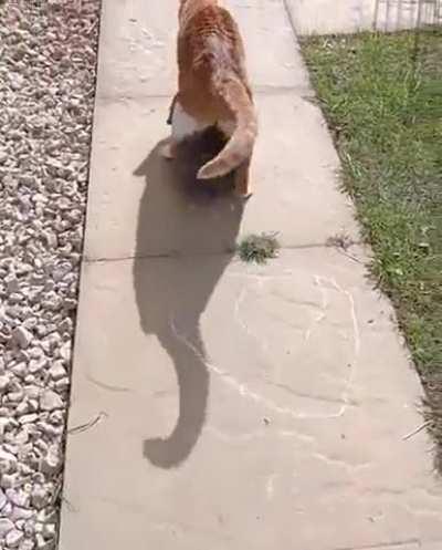 Walking around with a toddler