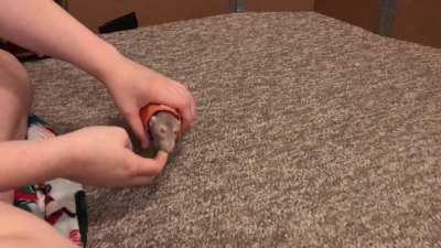 Two Rats Dressed as Pumpkins Doing Tricks!