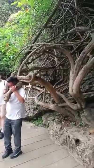 Putting your head through roots