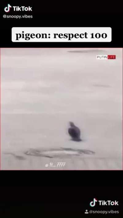 Pigeons are cameras change my mind